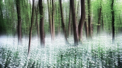 Picture of WILD GARLIC