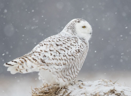 Picture of A SIDE PORTRAIT OF SNOWY OWL