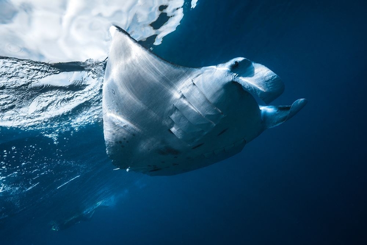 Picture of FLYING MANTA RAY