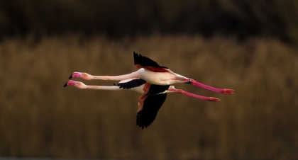 Picture of GREATER FLAMINGO