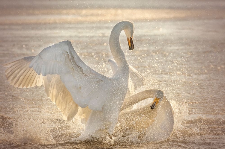 Picture of BRUTAL SWAN FIGHT