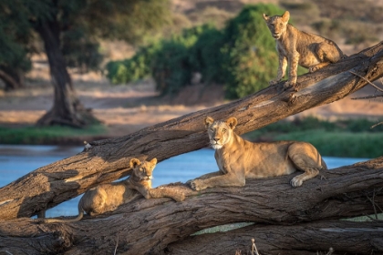 Picture of LIONS CANT CLIMB TREES