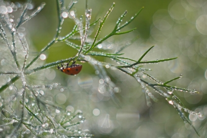 Picture of SHINE OF MORNING BOKEH