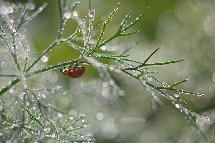 Picture of SHINE OF MORNING BOKEH