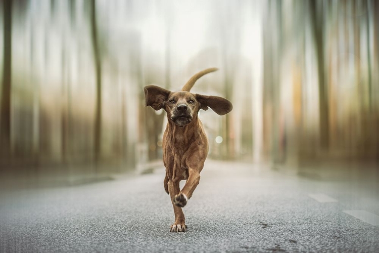 Picture of DANCING IN THE STREETS