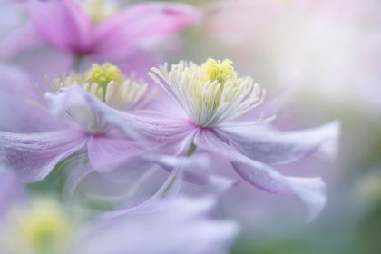 Picture of CLEMATIS MAYLEEN