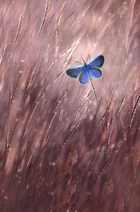 Picture of BEAUTIFUL BUTTERFLY