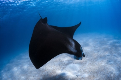 Picture of DANCING MANTA