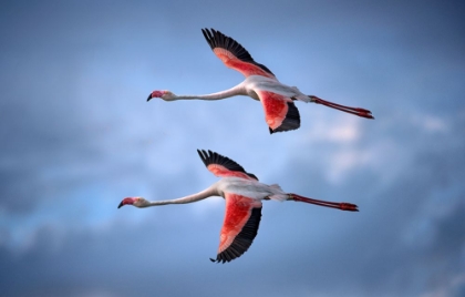 Picture of GREATER FLAMINGOS