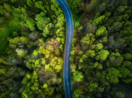 Picture of ROAD IN THE FOREST