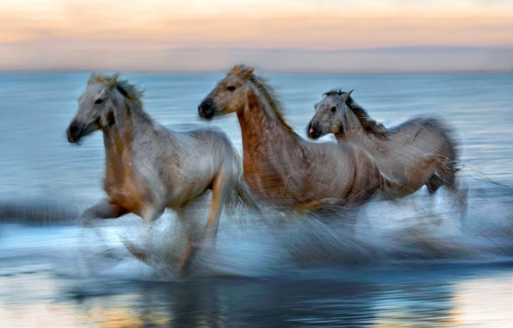 Picture of SLOW MOTION HORSES