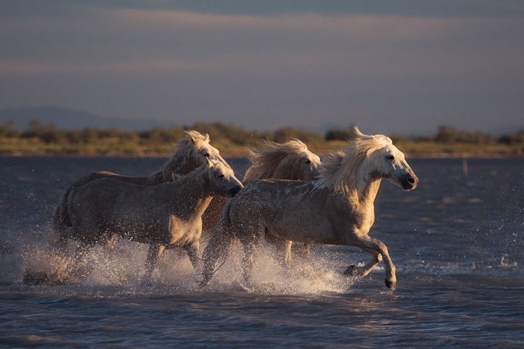 Picture of ANGELS OF CAMARGUE