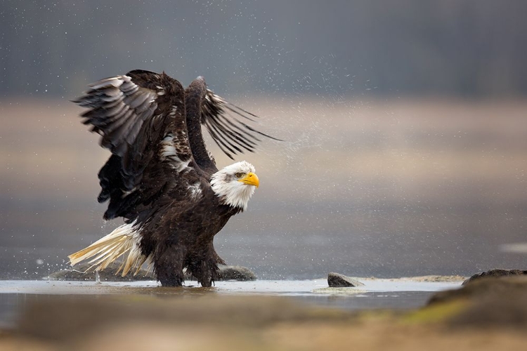 Picture of BALD EAGLE