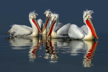 Picture of DALMATIAN PELICANS CLOSE UP