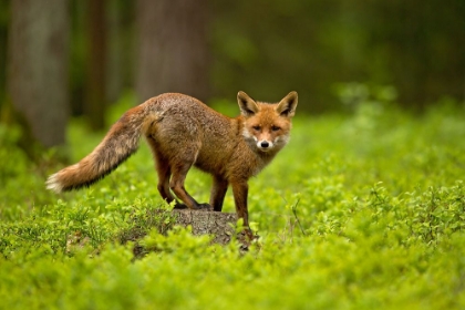 Picture of RED FOX