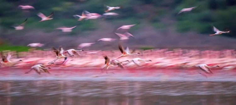 Picture of FLAMINGOS IN DAWN