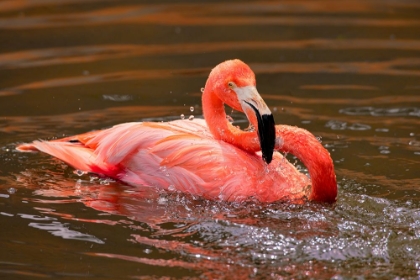 Picture of PLAY WITH WATER