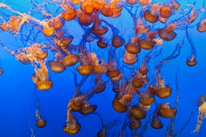 Picture of SWARM OF JELLYFISH