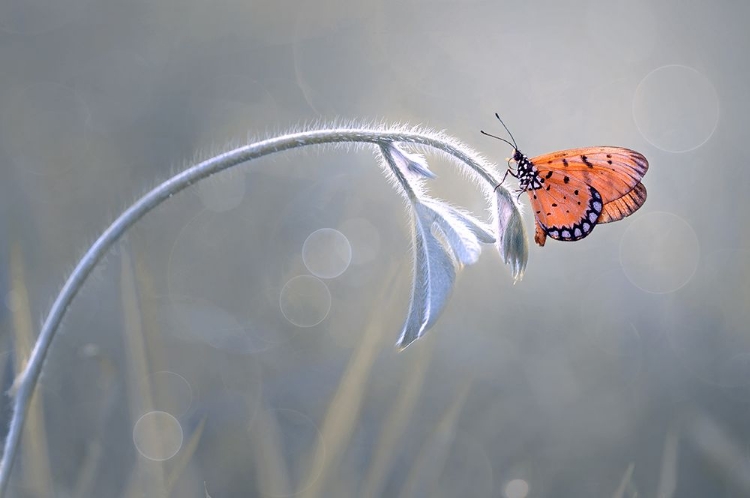 Picture of BEAUTIFUL BUTTERFLY