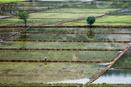 Picture of RICE FIELD ON MAN