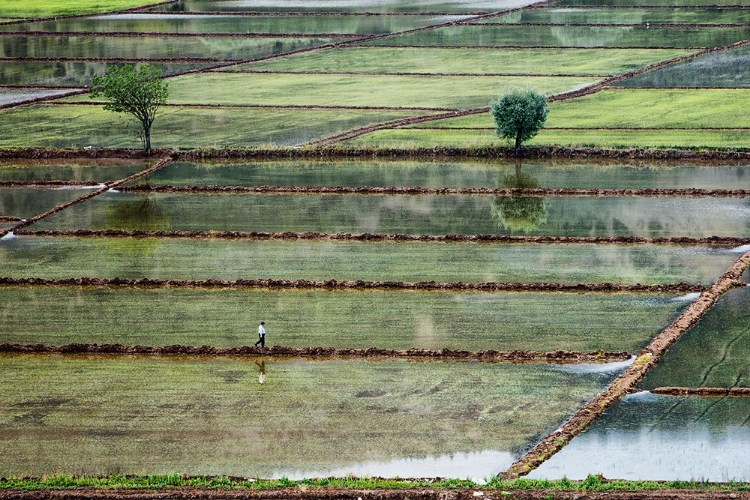 Picture of RICE FIELD ON MAN