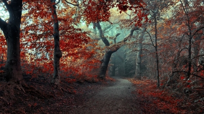 Picture of THE RED FOREST