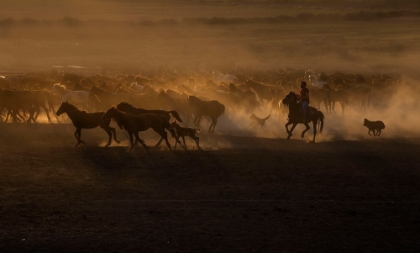 Picture of BEAUTIFUL THE COUNTRY OF HORSES