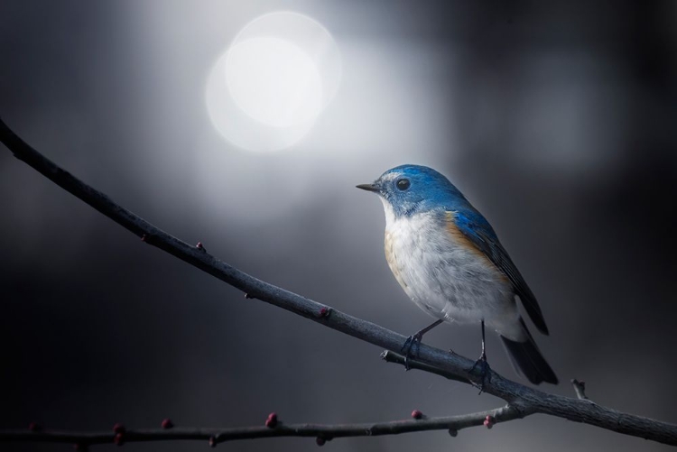 Picture of BLUE BIRD