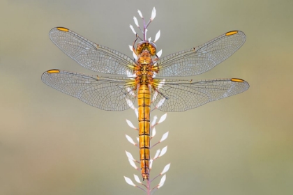 Picture of DRAGONFLY