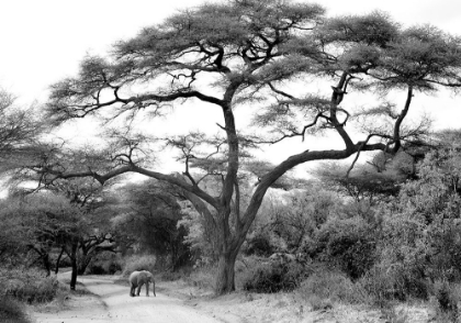 Picture of UNDER THE ACACIA