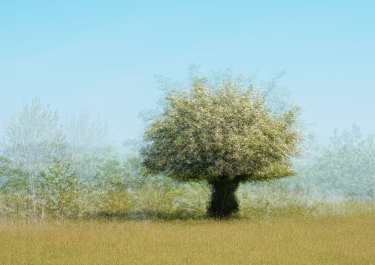 Picture of TREE WITH FLOWERS