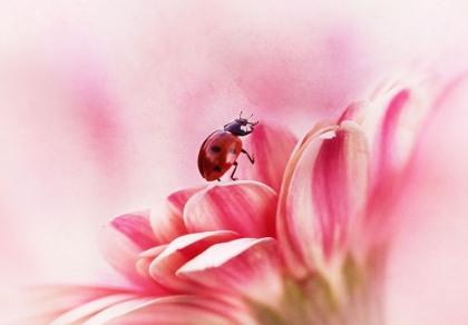 Picture of LADYBIRD ON GERBERA