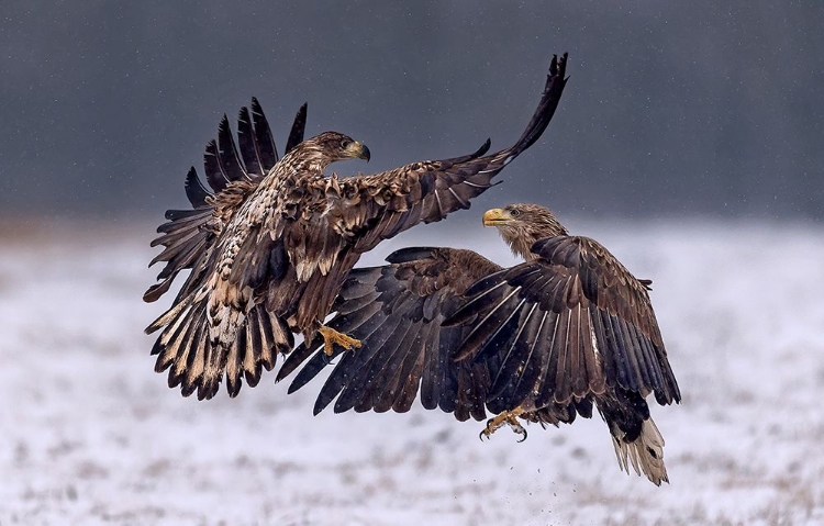 Picture of DANCING IN THE SNOW