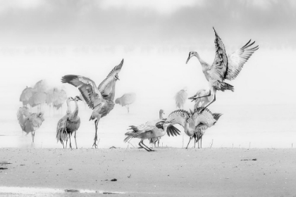 Picture of SANDHILL CRANES IN MORNING