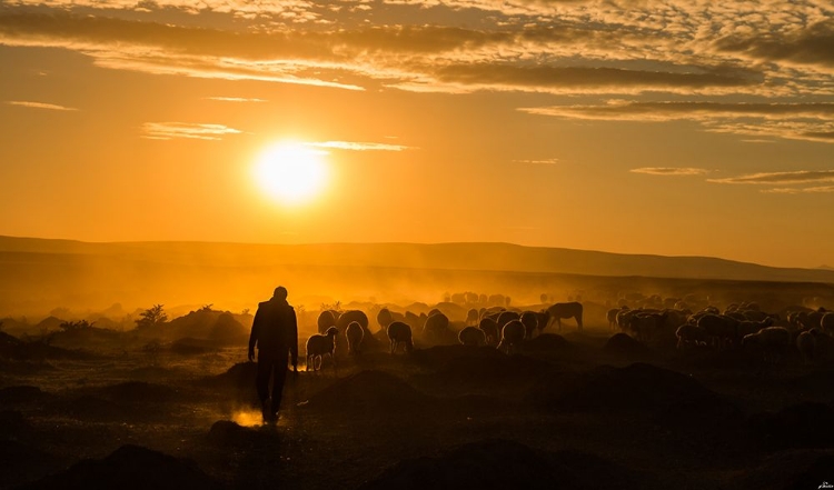 Picture of SHEPHERD AND HERD