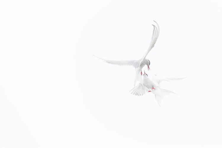 Picture of ARCTIC TERNS