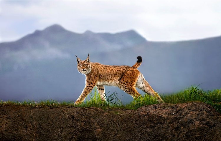 Picture of WALKING LYNX