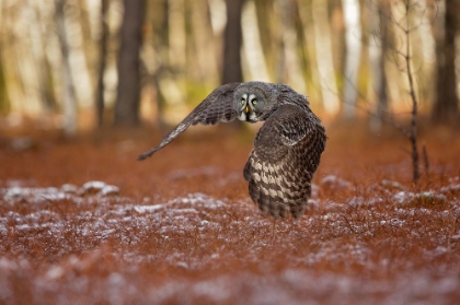 Picture of GREAT GREY OWL