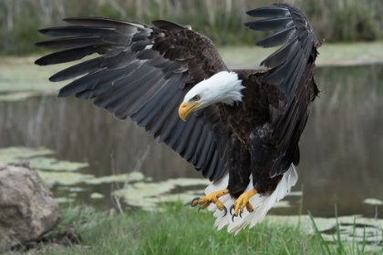 Picture of BALD EAGLE