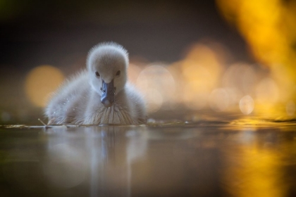 Picture of BLACK SWAN