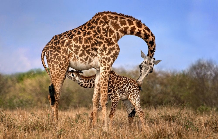 Picture of GIRAFFE WITH CUP