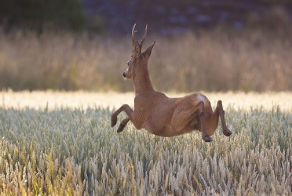 Picture of DEERS FLYING OVER THE CORNFIELD