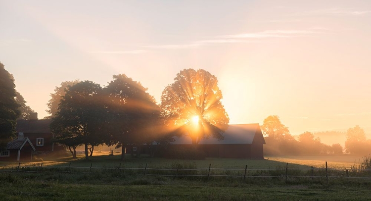 Picture of MORNING HAS BROKEN