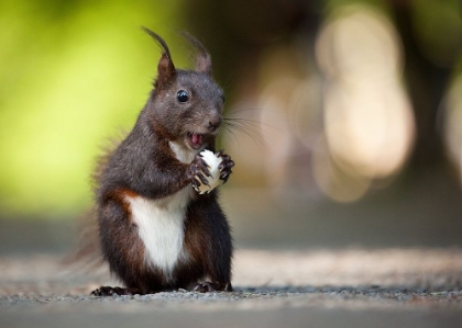 Picture of SQUIRREL