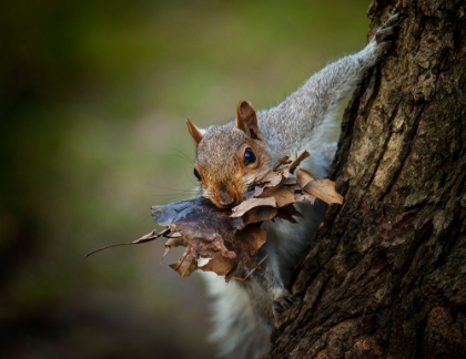 Picture of NEST BUILDING SQUIRREL