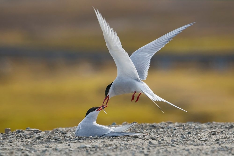 Picture of ARCTIC TERNS