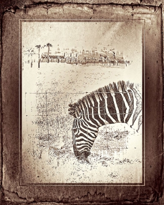 Picture of ZEBRA