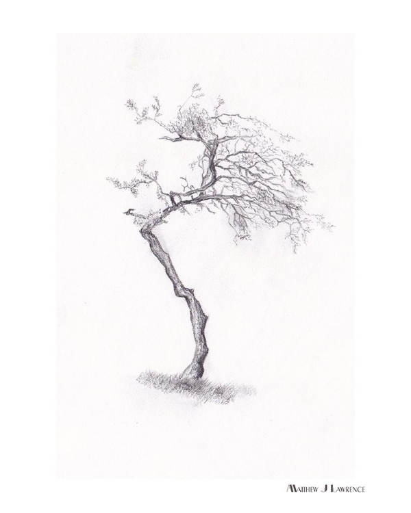 Picture of THE TREE