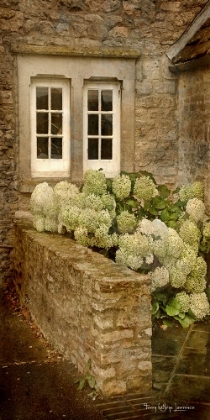 Picture of HYDRANGEAS