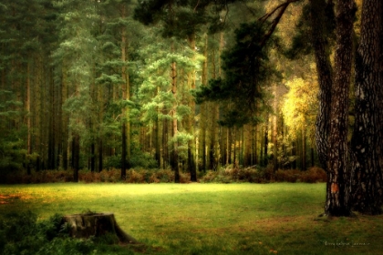 Picture of QUEENS FOREST